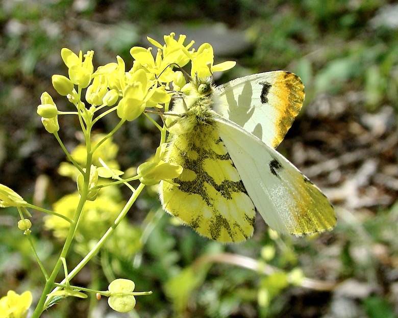 Moroccan orange tip